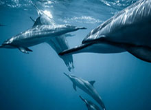 乐鱼体育下载：让掌心成为你的专属体育场